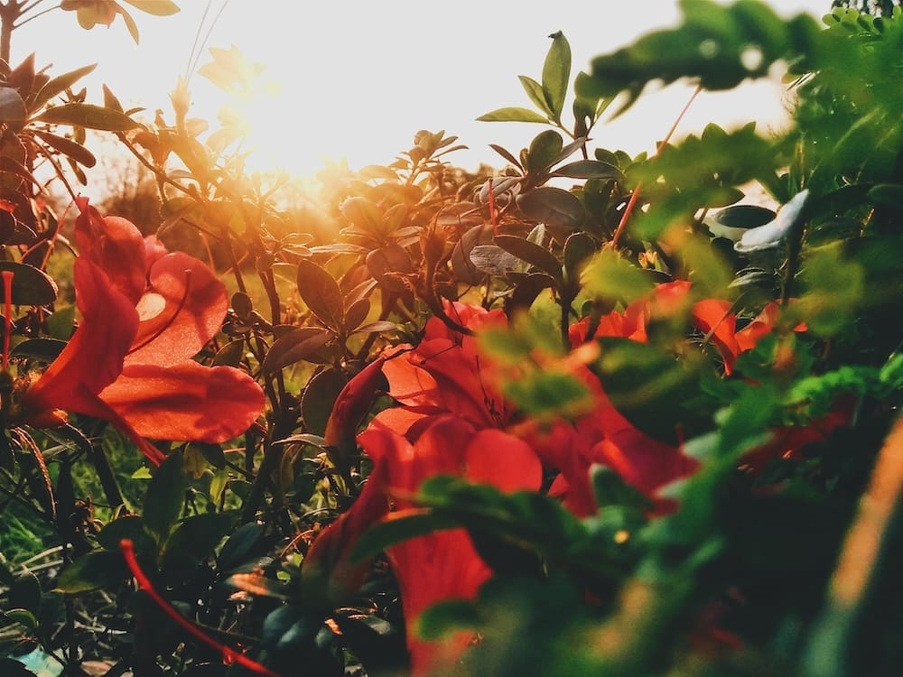 Close-up de flores vermelhas vibrantes e folhagens verdes com o sol brilhando intensamente ao fundo, iluminando a cena com uma luz dourada e quente.