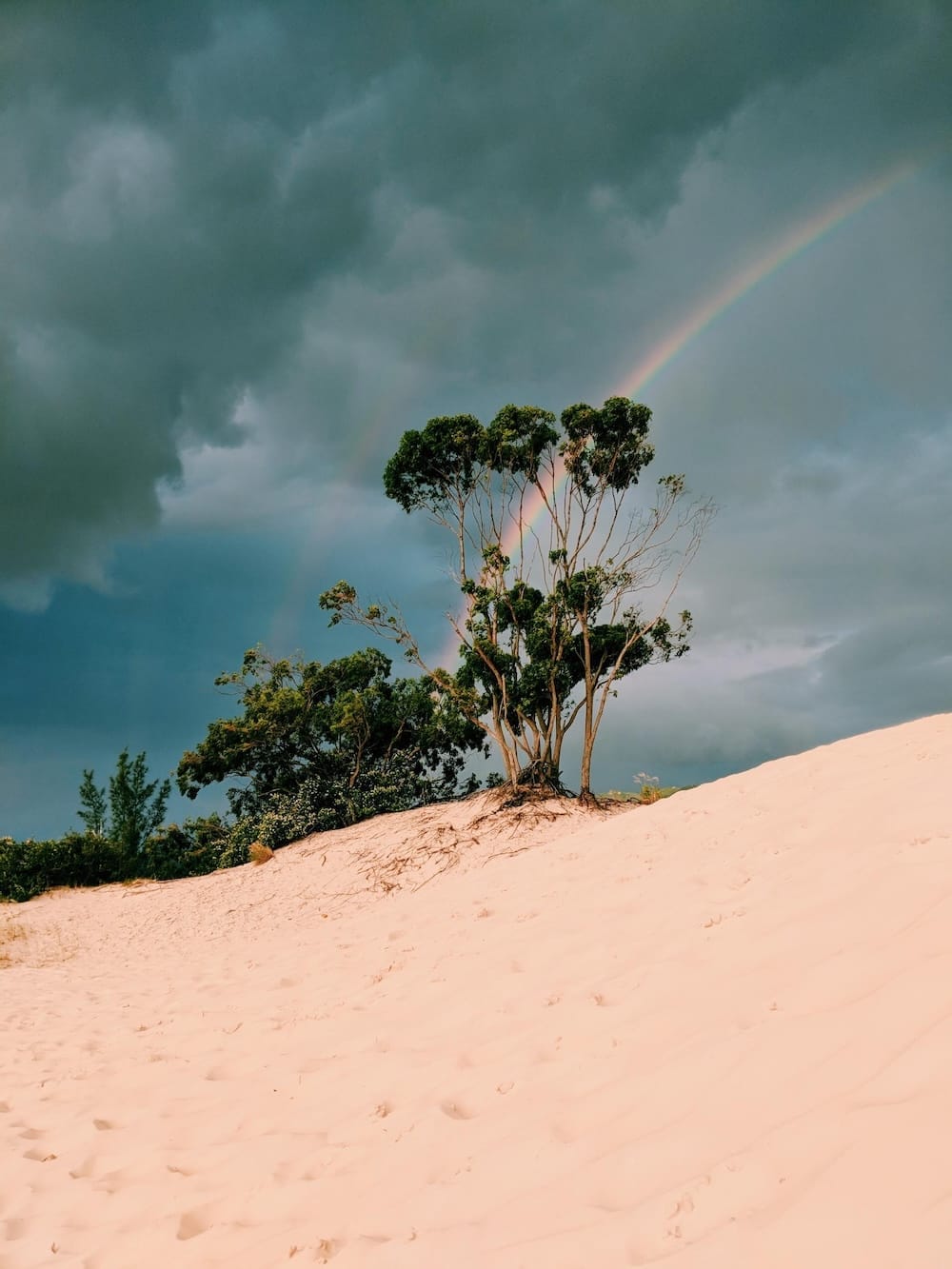Árvore solitária crescendo em uma duna de areia clara, com céu nublado e um arco-íris ao fundo, criando um contraste entre a paisagem árida e a beleza natural do fenômeno climático.