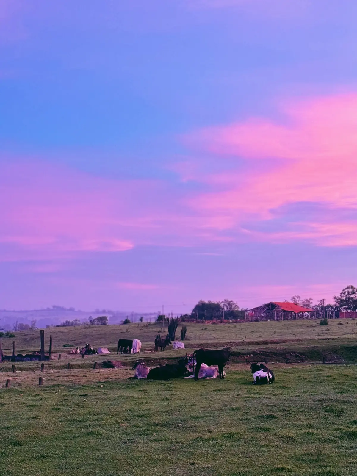 vacas sob a alvorada